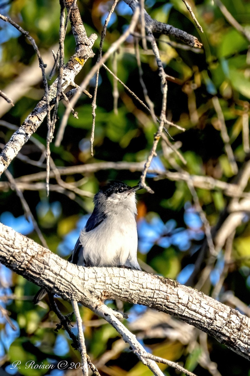 Yucatan Gnatcatcher - ML639010647