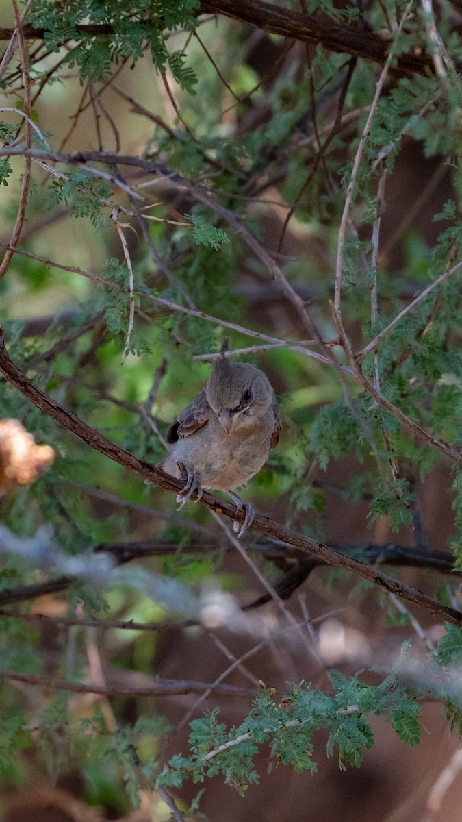 ムネアカコウカンチョウ - ML639010715