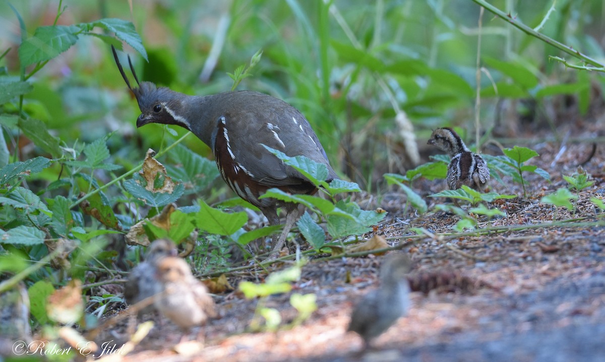 Mountain Quail - ML639010848