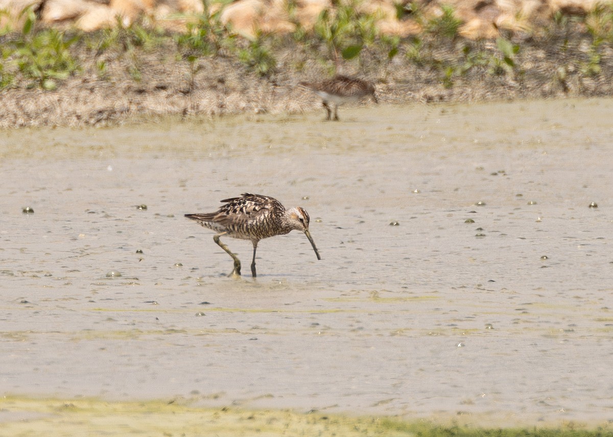 Stilt Sandpiper - ML639010850