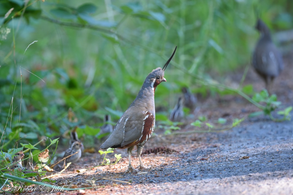 Mountain Quail - ML639010851