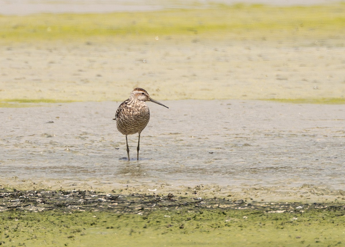 Stilt Sandpiper - ML639010852