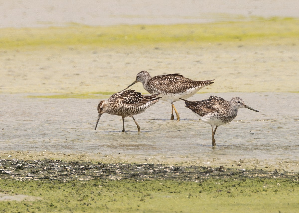 Stilt Sandpiper - ML639010853