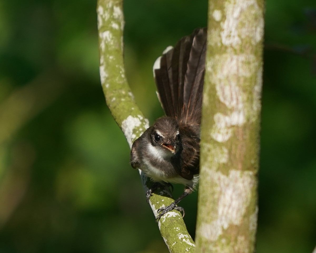 Malaysian Pied-Fantail - ML639010922