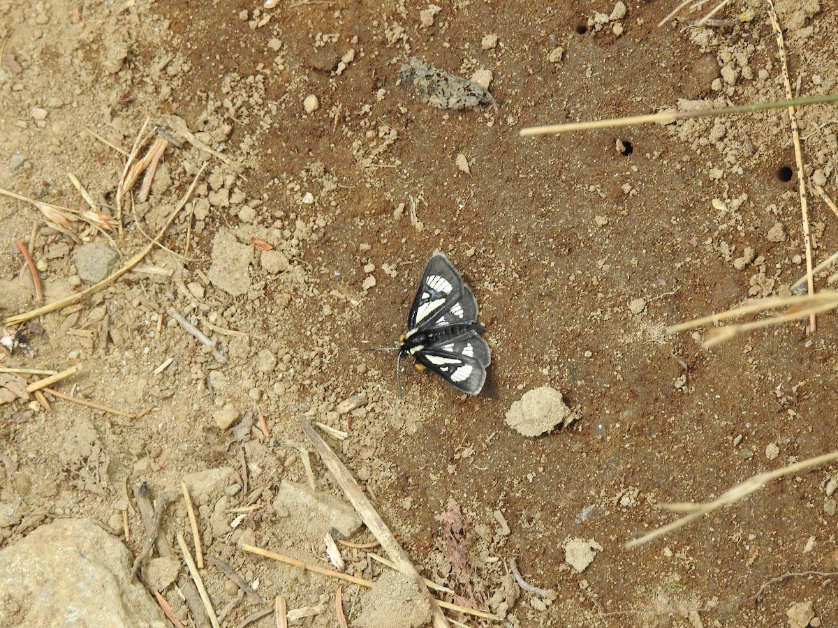 Insects - ML639010923