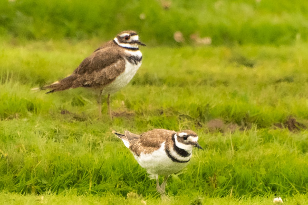 Killdeer - ML639010969