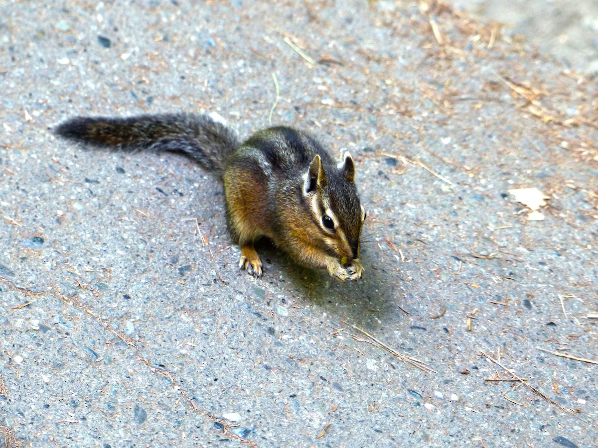 Shadow Chipmunk - ML639011003