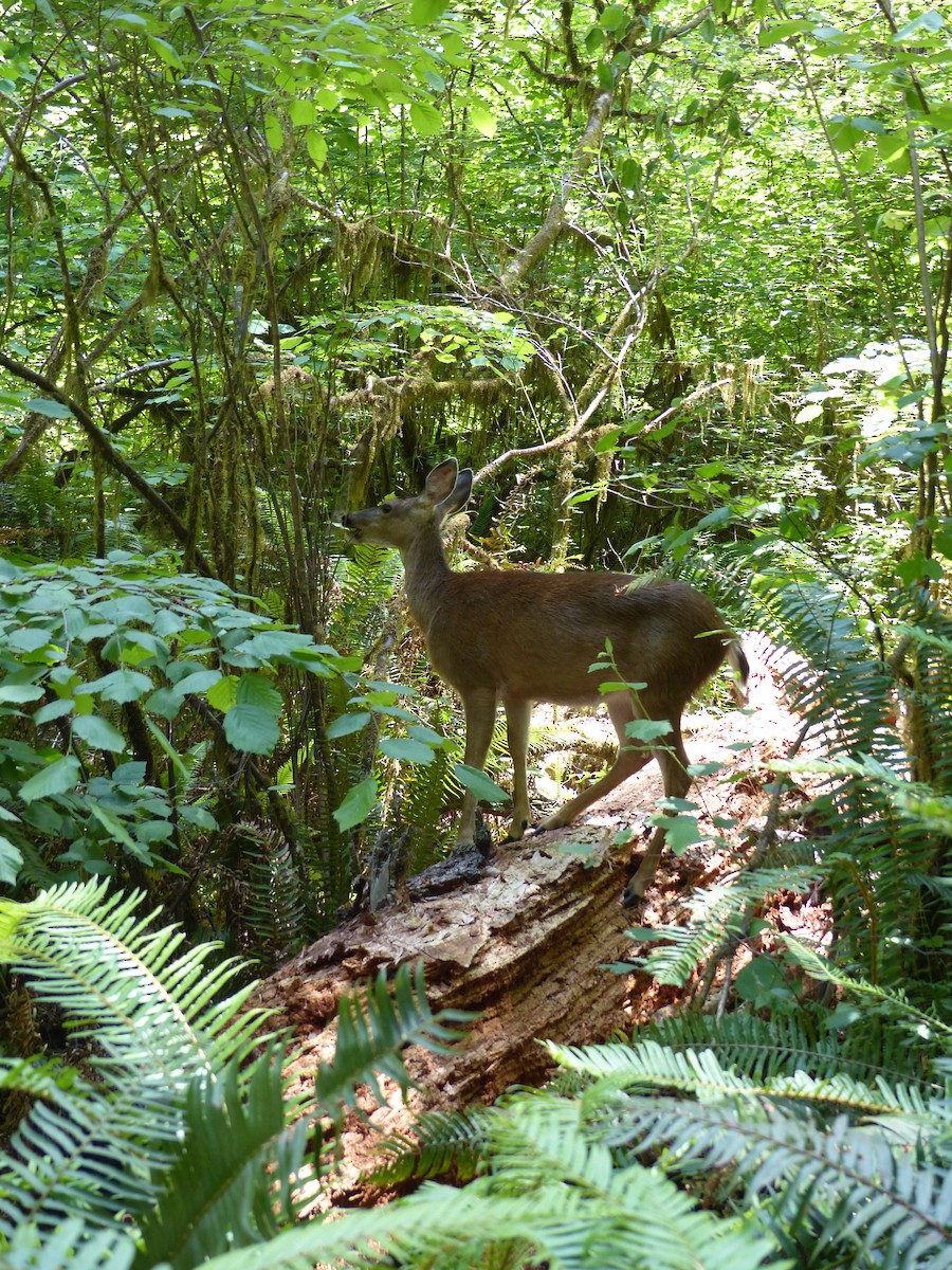 Mule Deer - ML639011005