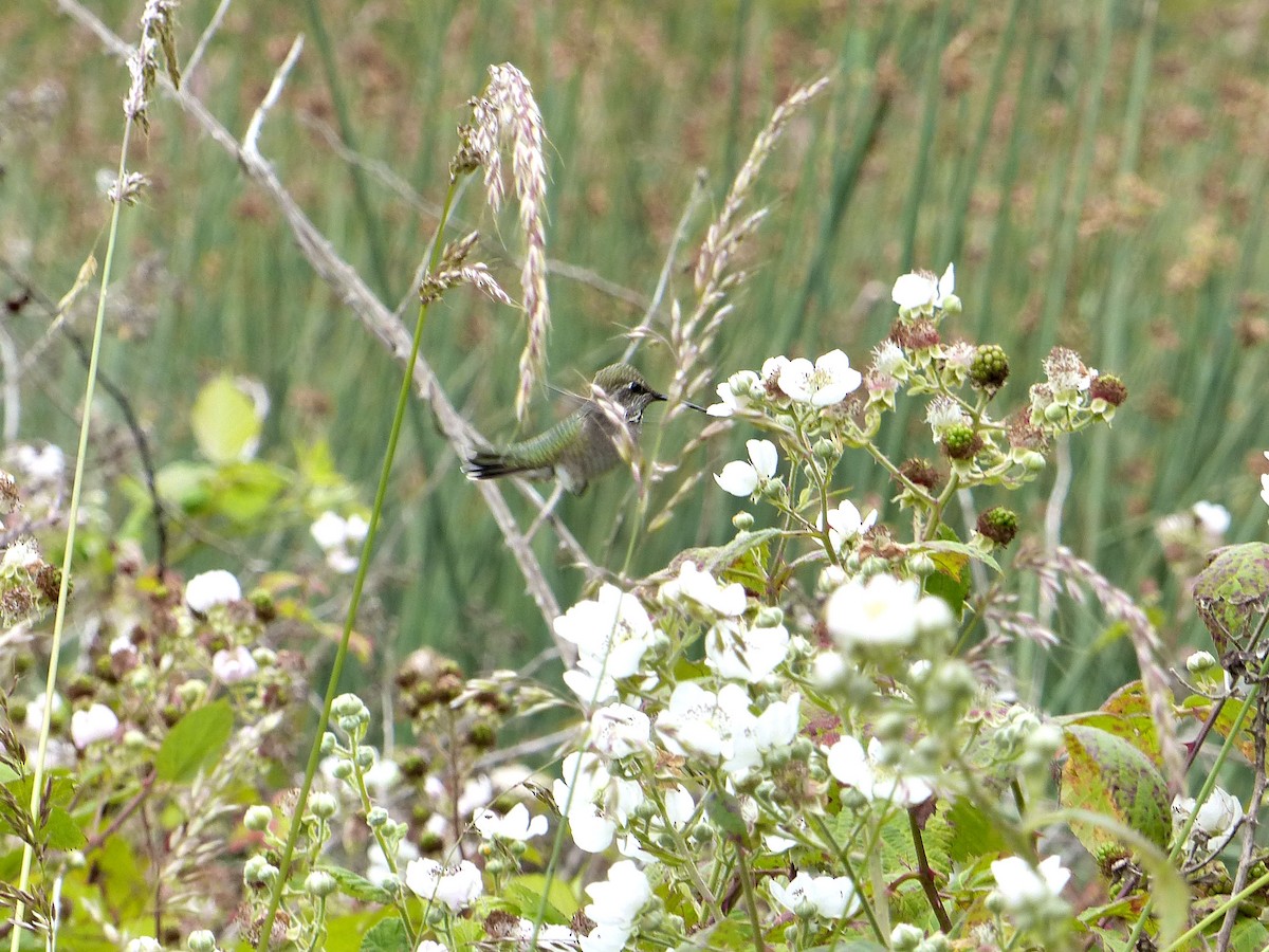 Anna's Hummingbird - ML639011028