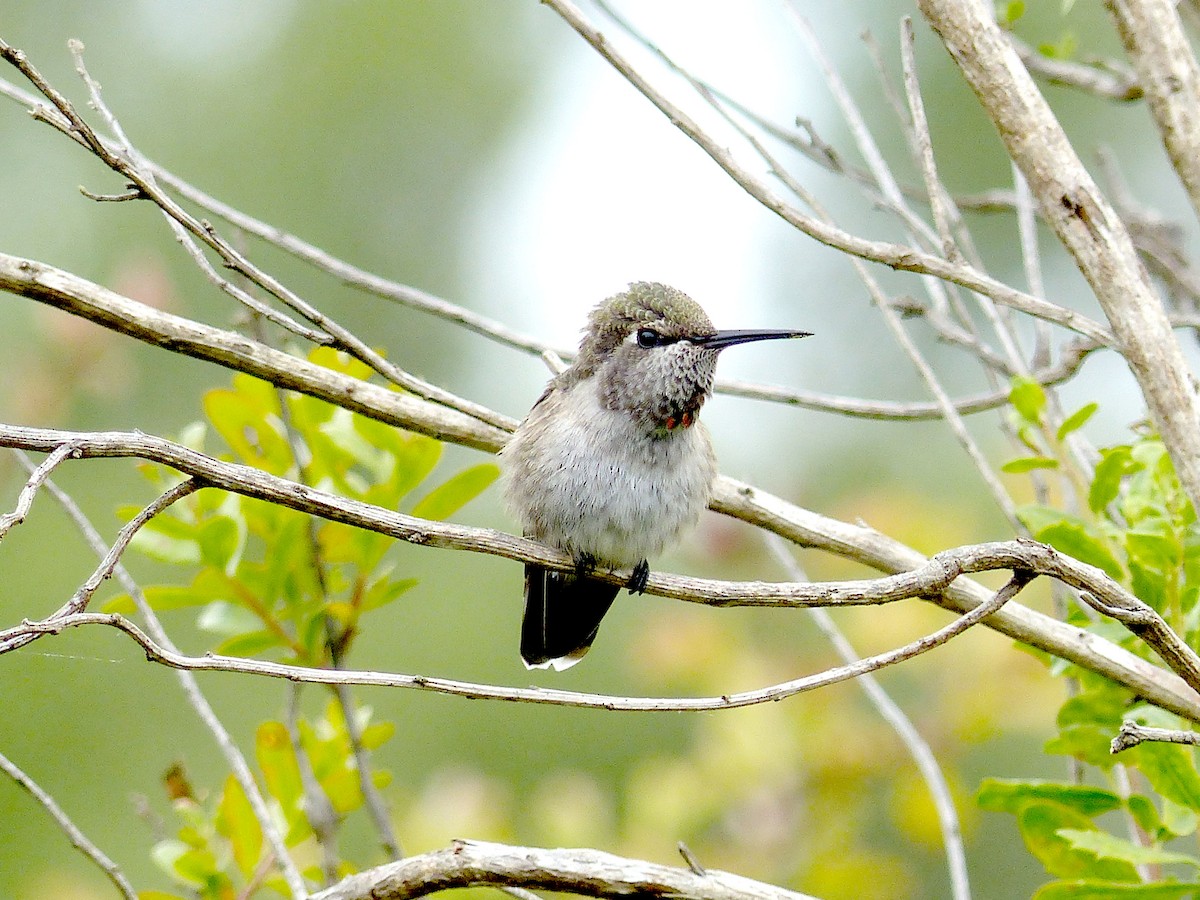 Anna's Hummingbird - ML639011029
