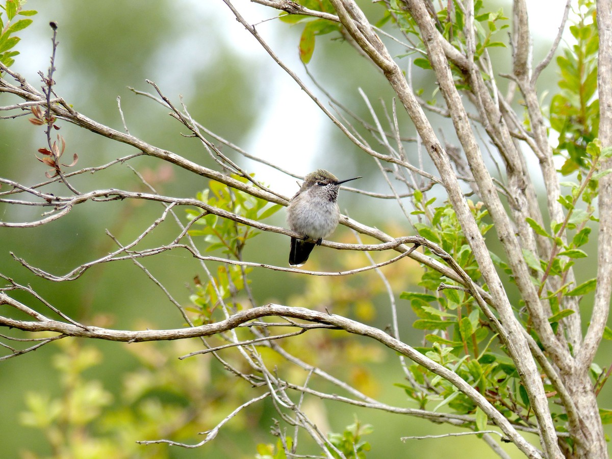 Anna's Hummingbird - ML639011030