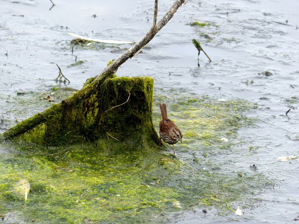 Song Sparrow - ML639011044