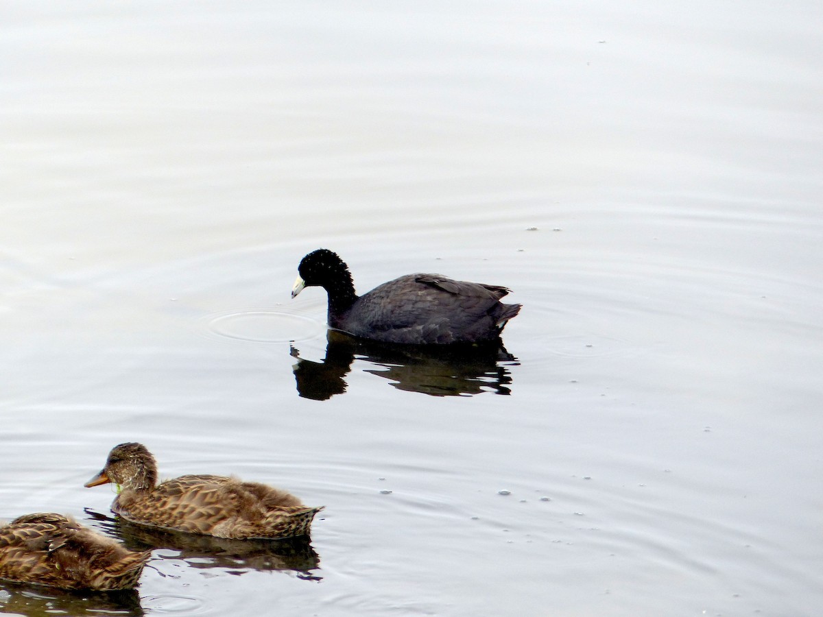 American Coot - ML639011053