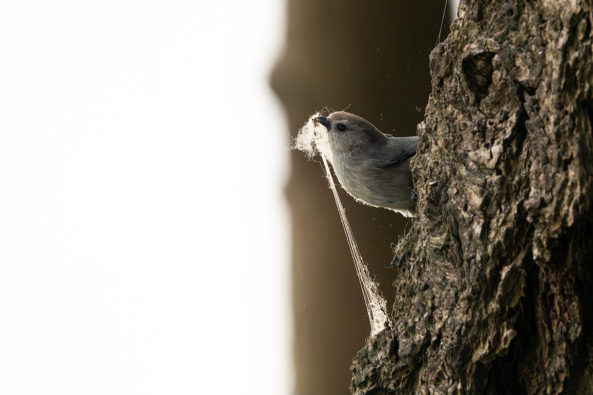 Bushtit - ML639011182