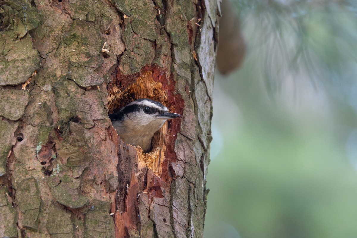 Red-breasted Nuthatch - ML639011184