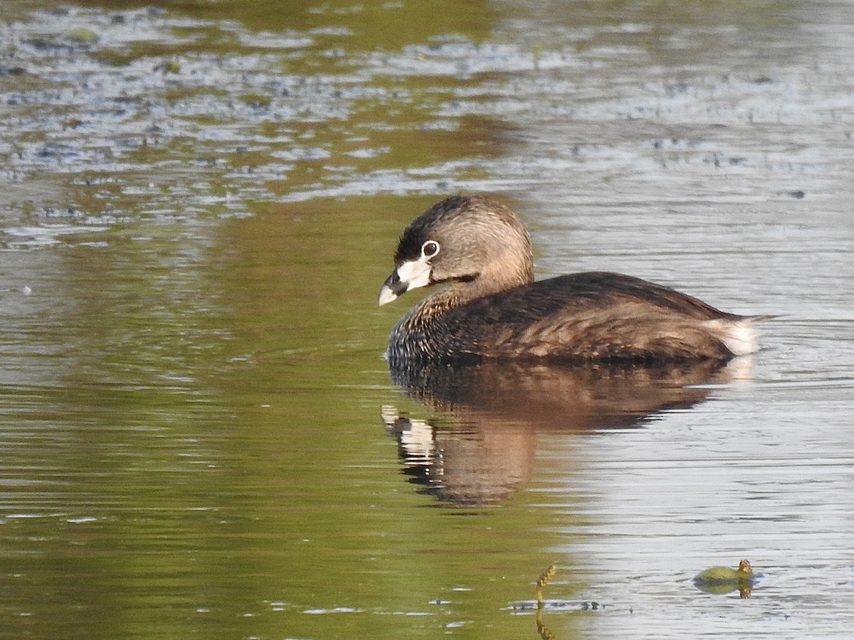 Pied-billed Grebe - ML639011191