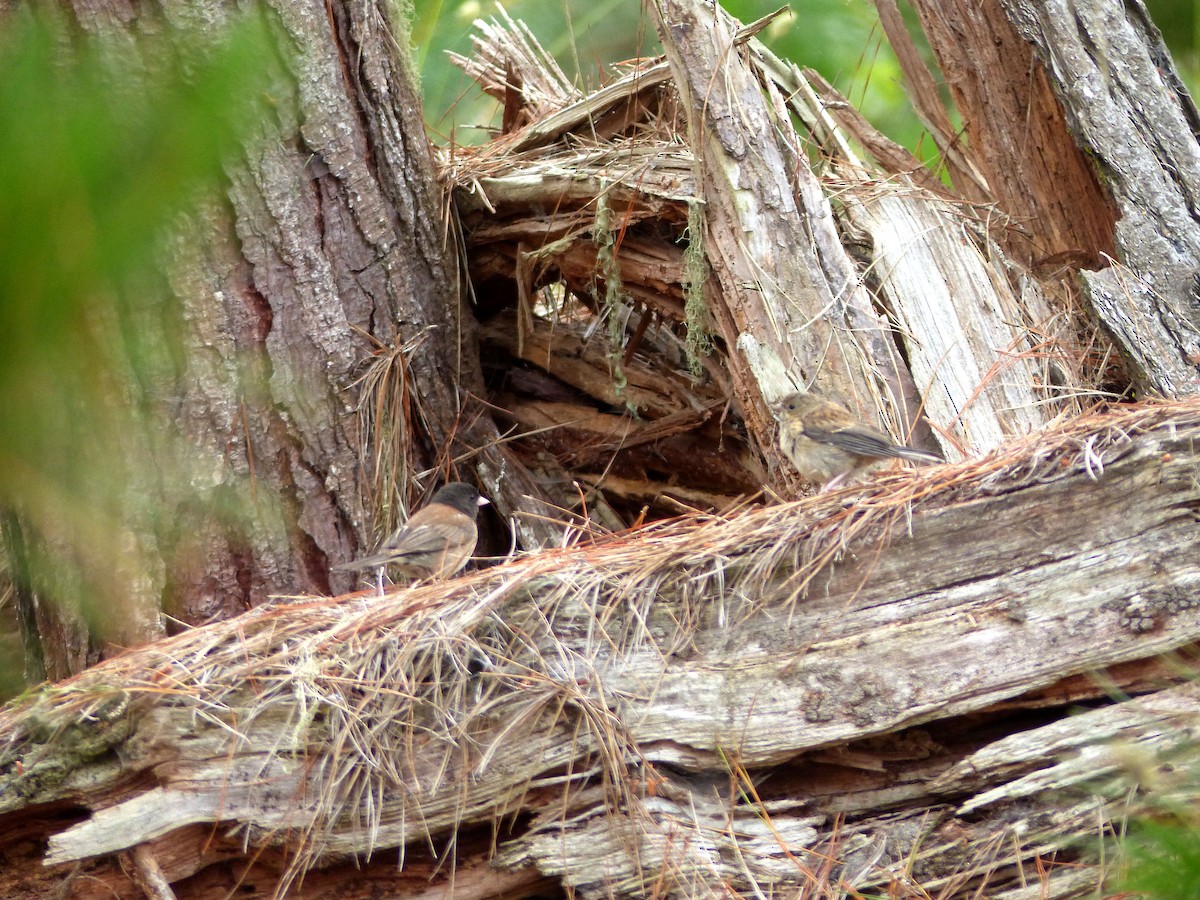 Dark-eyed Junco (Oregon) - ML639011236
