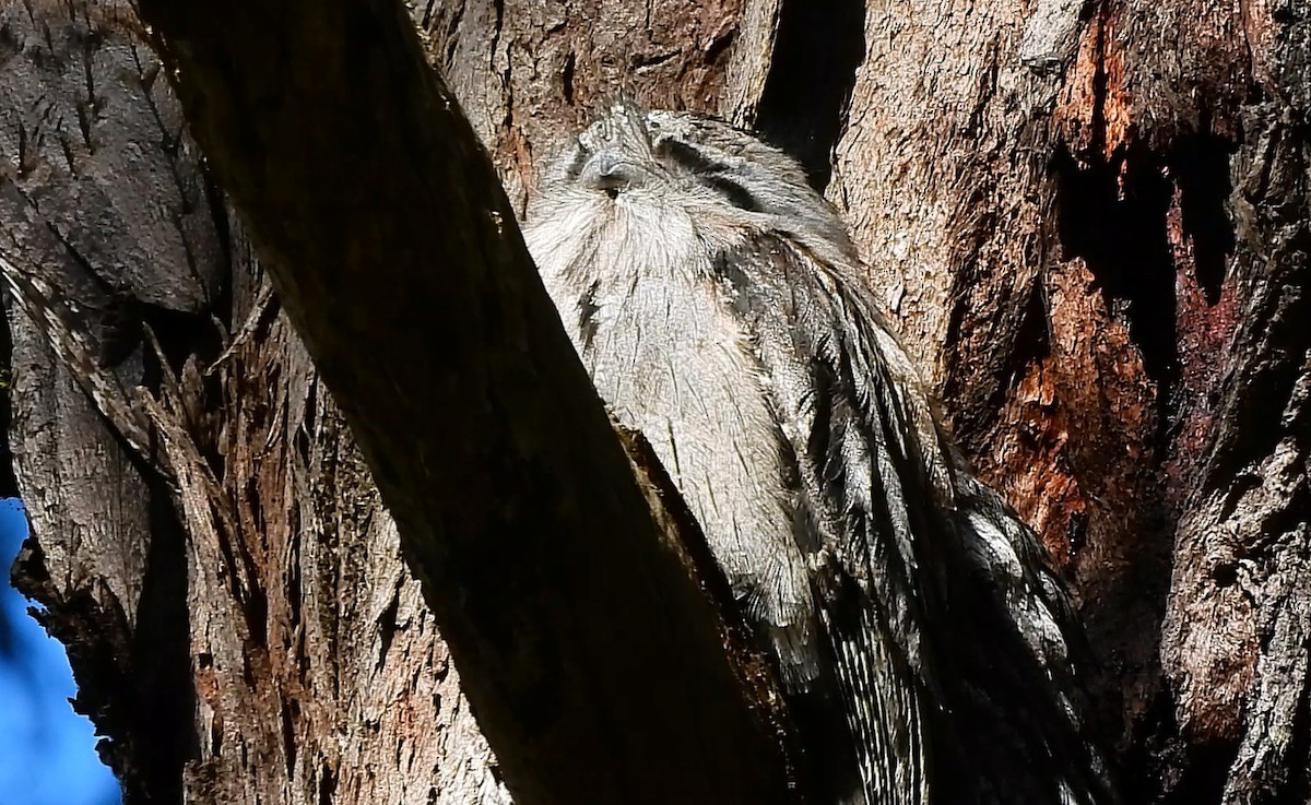 Tawny Frogmouth - ML639011241