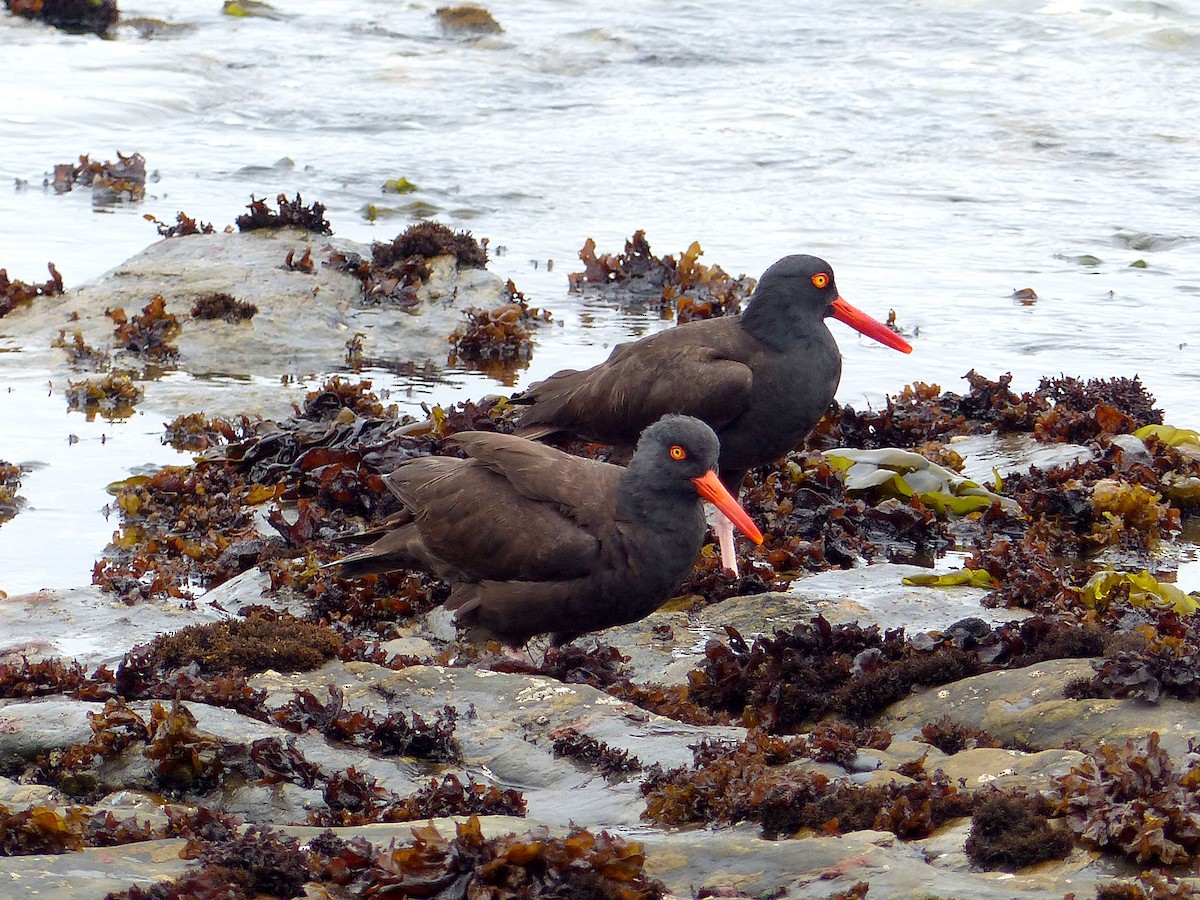 Black Oystercatcher - ML639011242