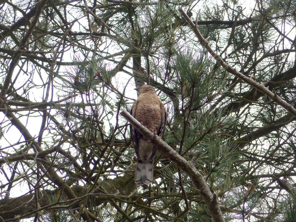 Red-shouldered Hawk (elegans) - ML639011247