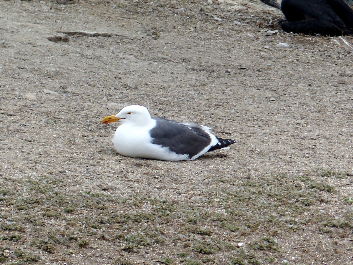 Western Gull - ML639011248