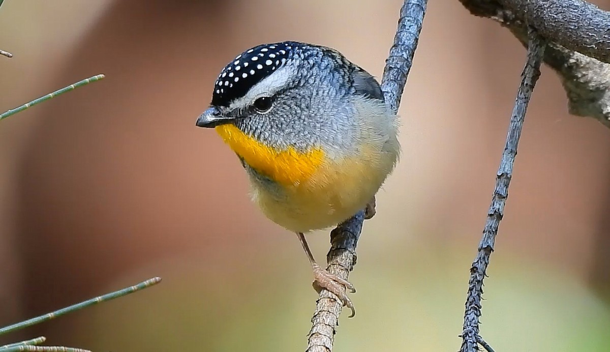 Spotted Pardalote - ML639011249