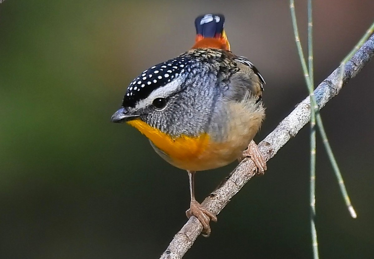 Spotted Pardalote - ML639011251