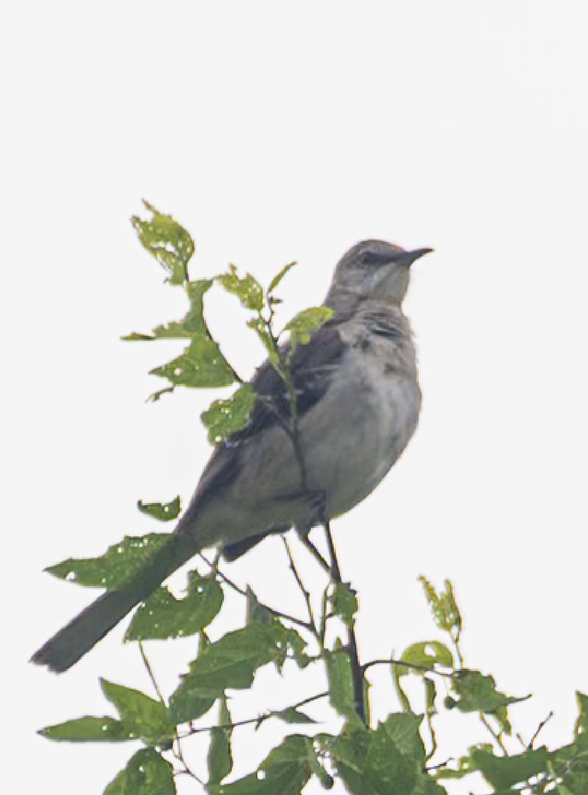 Northern Mockingbird - ML639011252