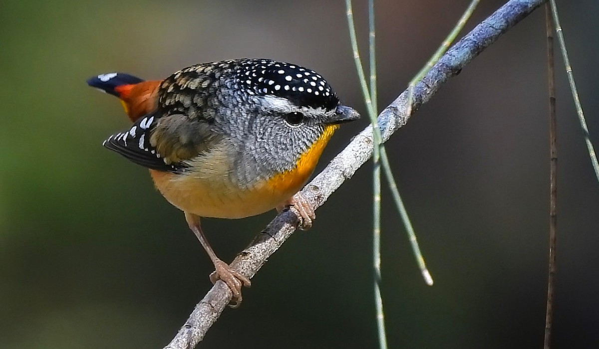 Spotted Pardalote - ML639011253