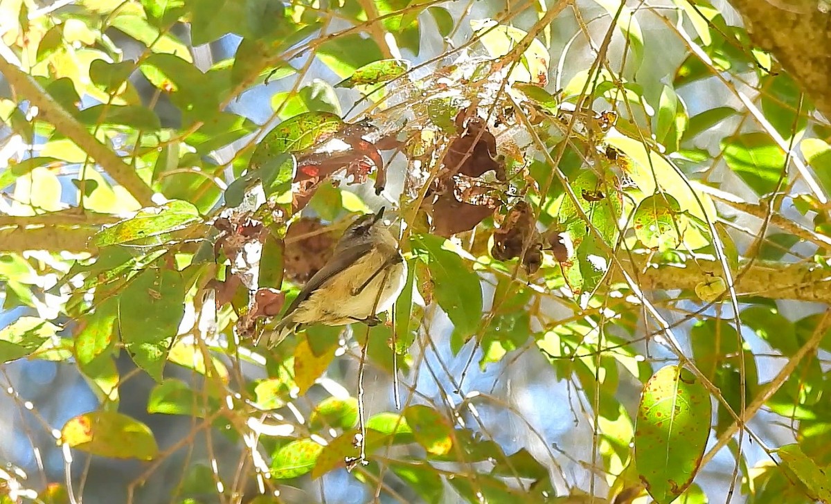 Brown Gerygone - ML639011254