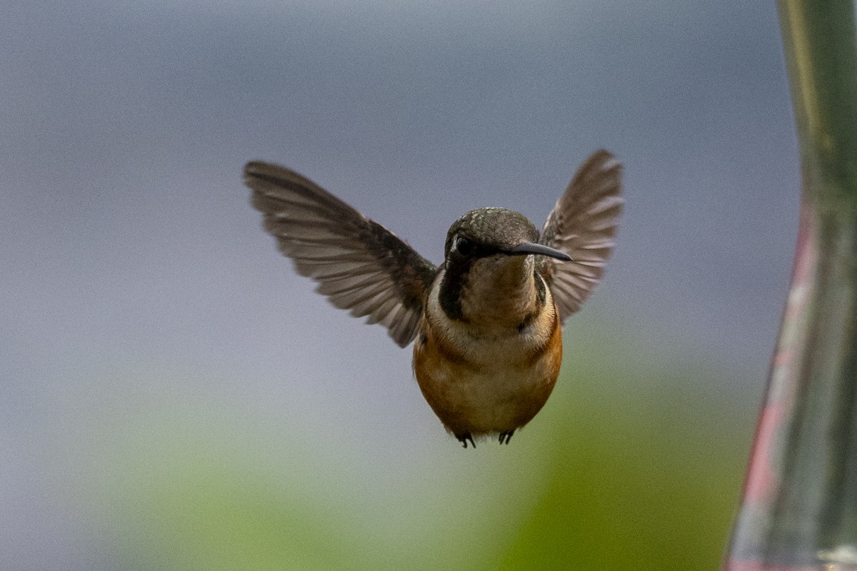 White-bellied Woodstar - ML639011255