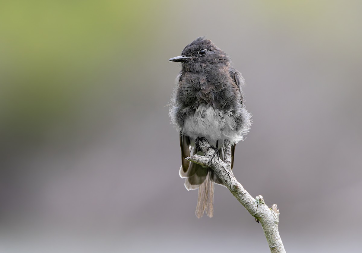 Black Phoebe - ML639011256