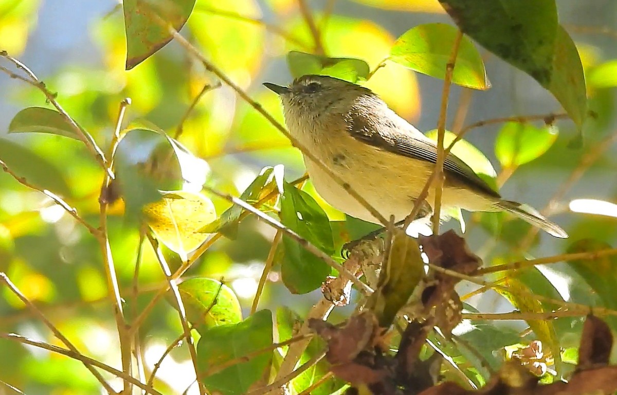 Brown Gerygone - ML639011257