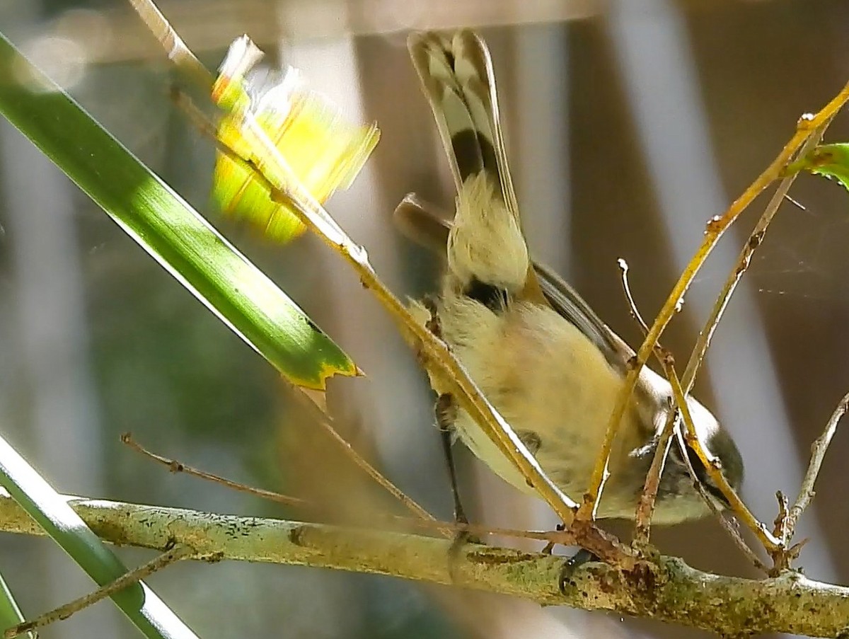 Brown Gerygone - ML639011258