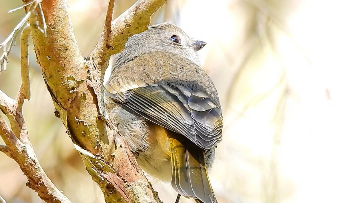 Golden Whistler - ML639011261