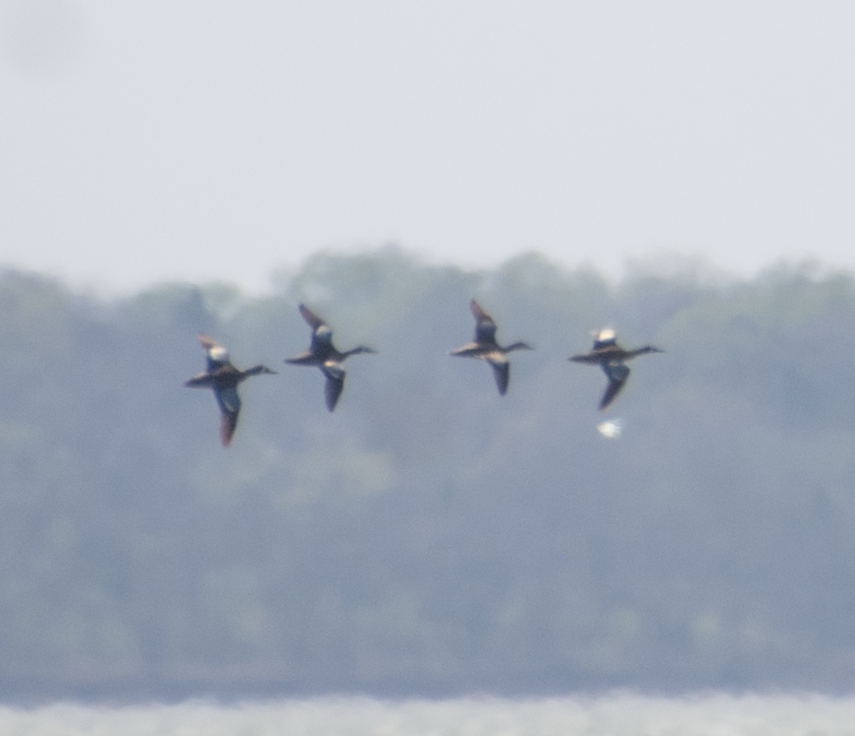 Blue-winged Teal - ML639011266