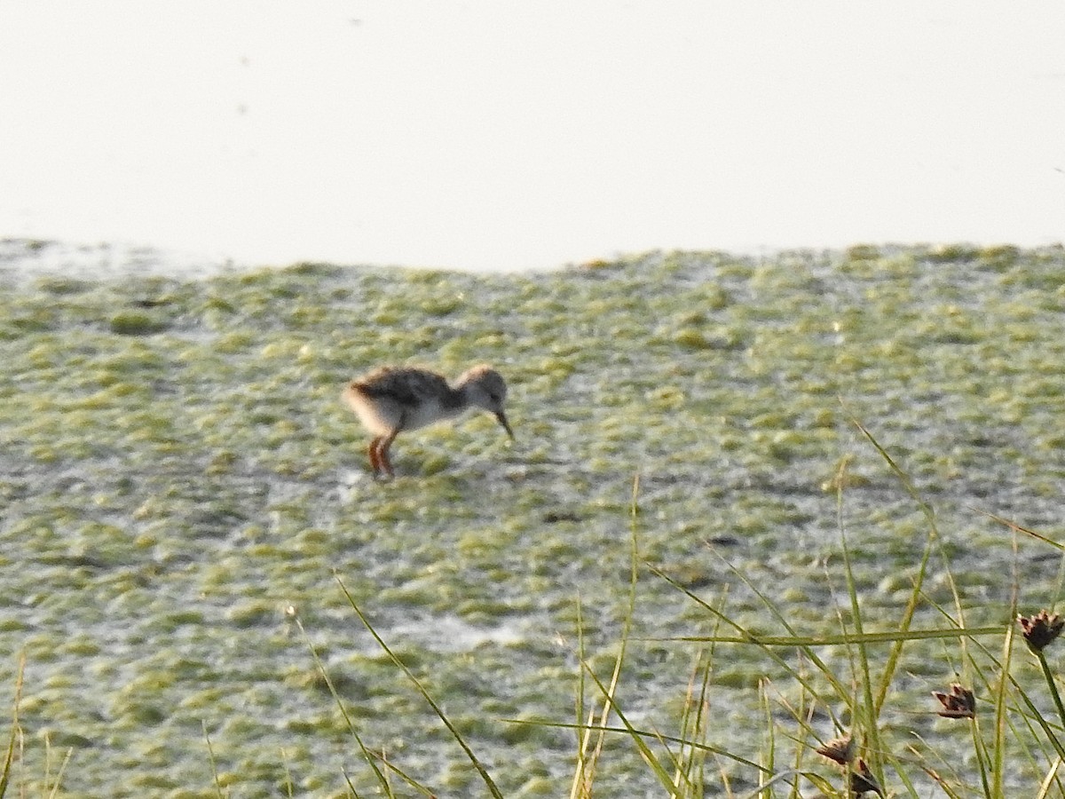 Black-necked Stilt - ML639011268