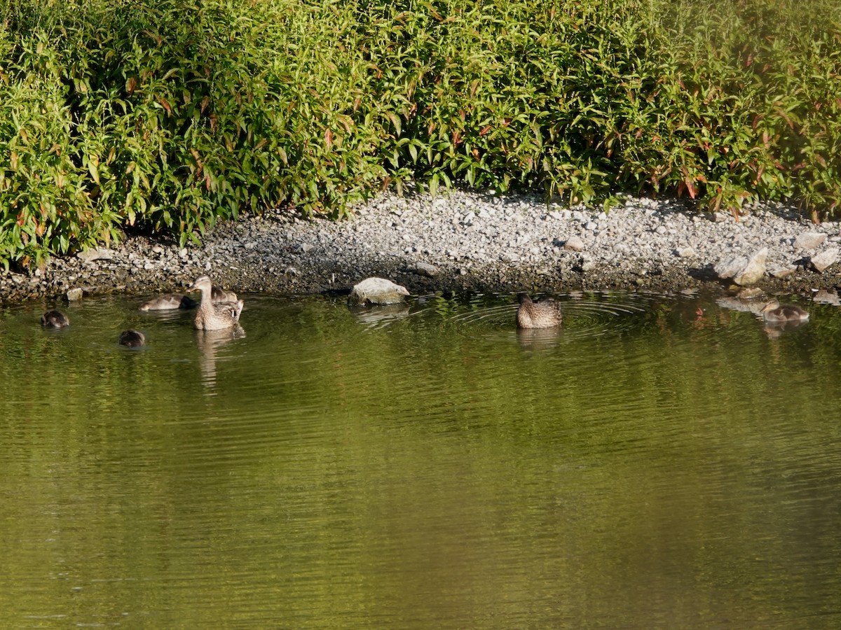 Mallard - ML639011274