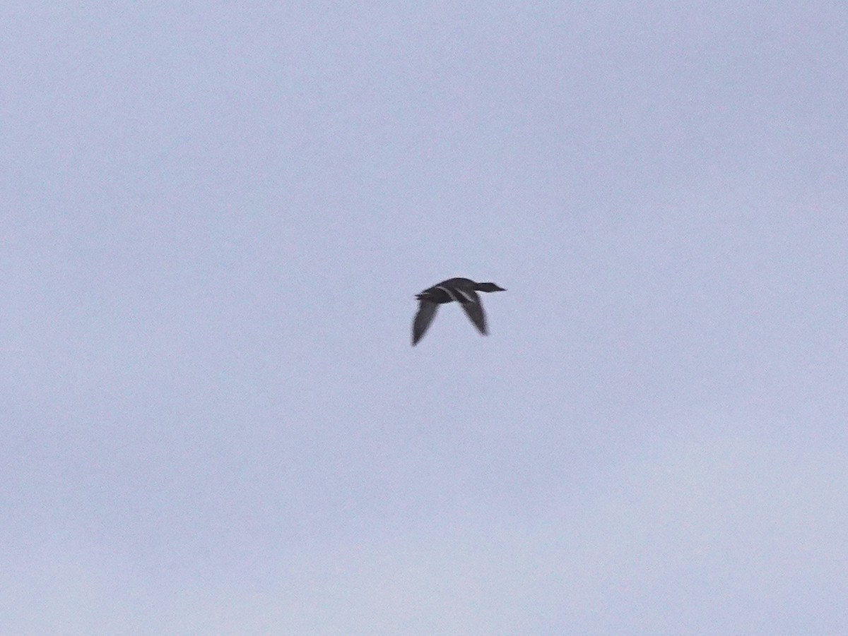 Mallard - ML639011275