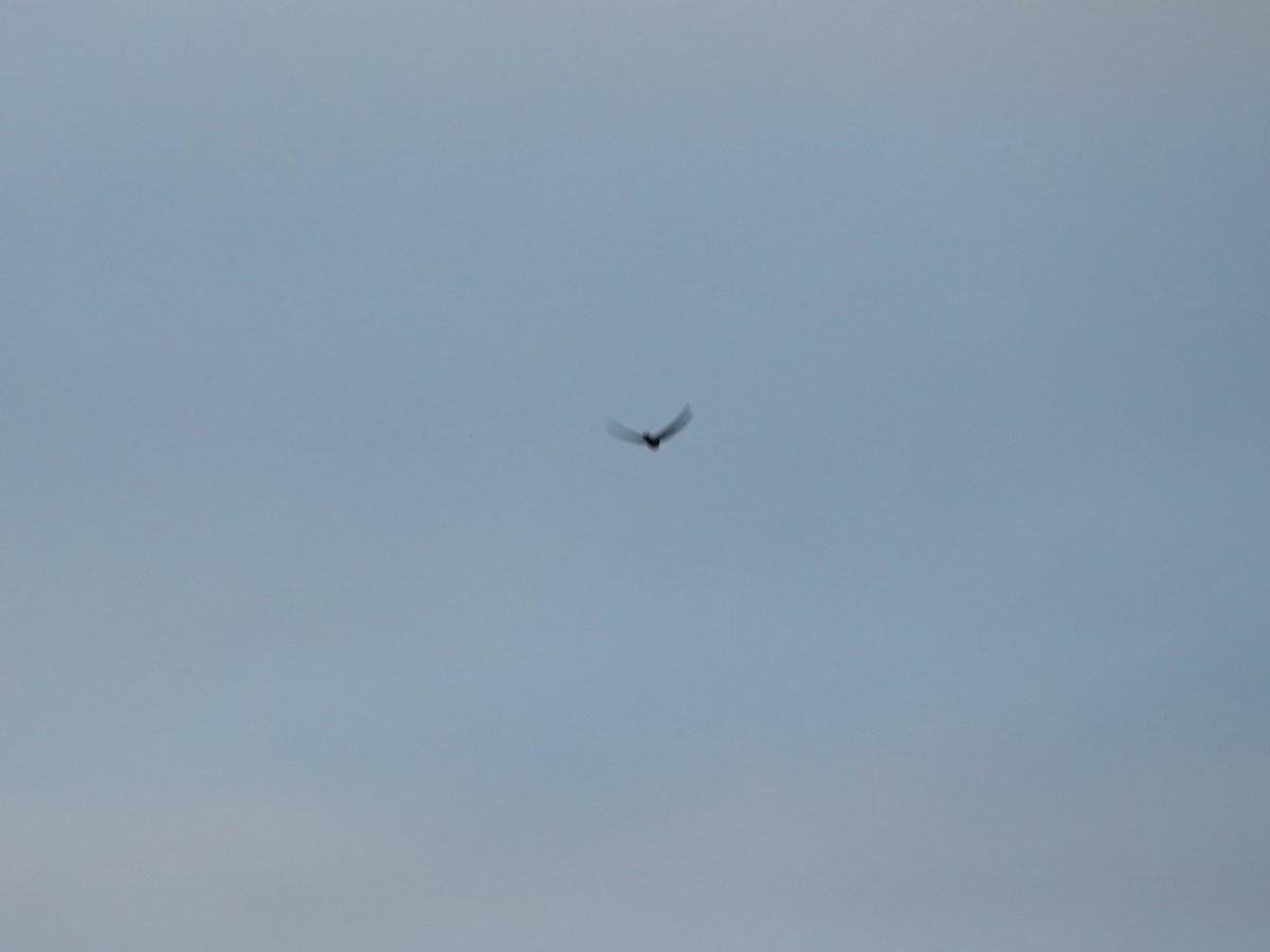 Black Swift - ML639011279