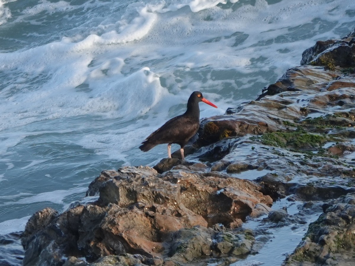 Black Oystercatcher - ML639011281