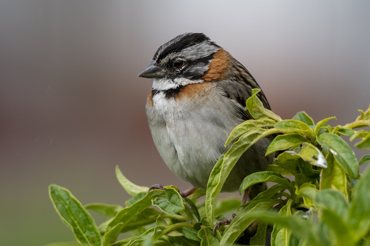 Rufous-collared Sparrow - ML639011299