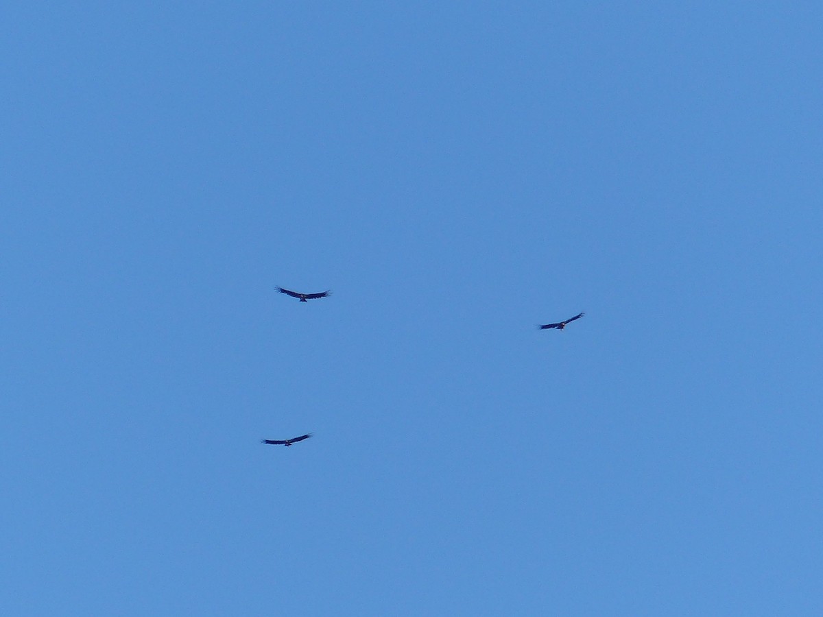 California Condor - ML639011315