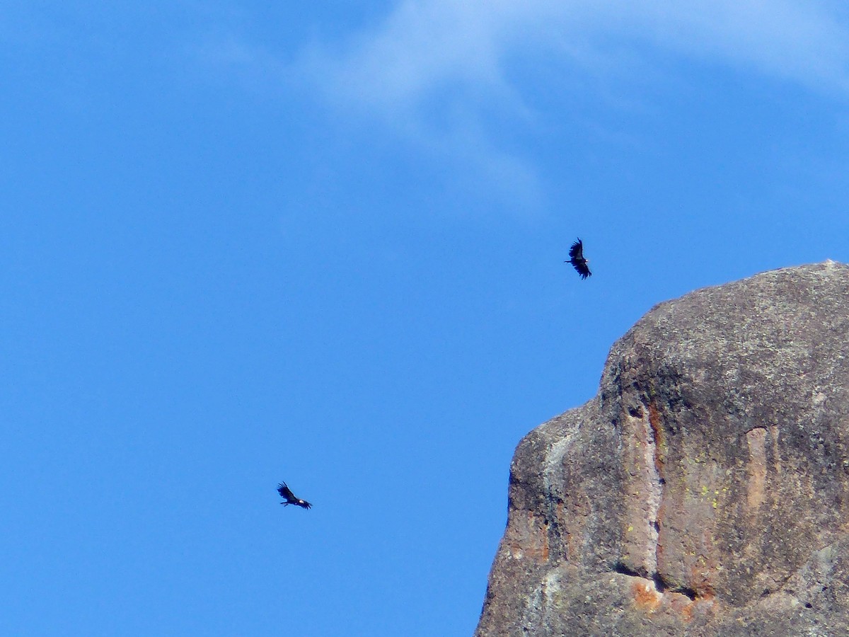 California Condor - ML639011317