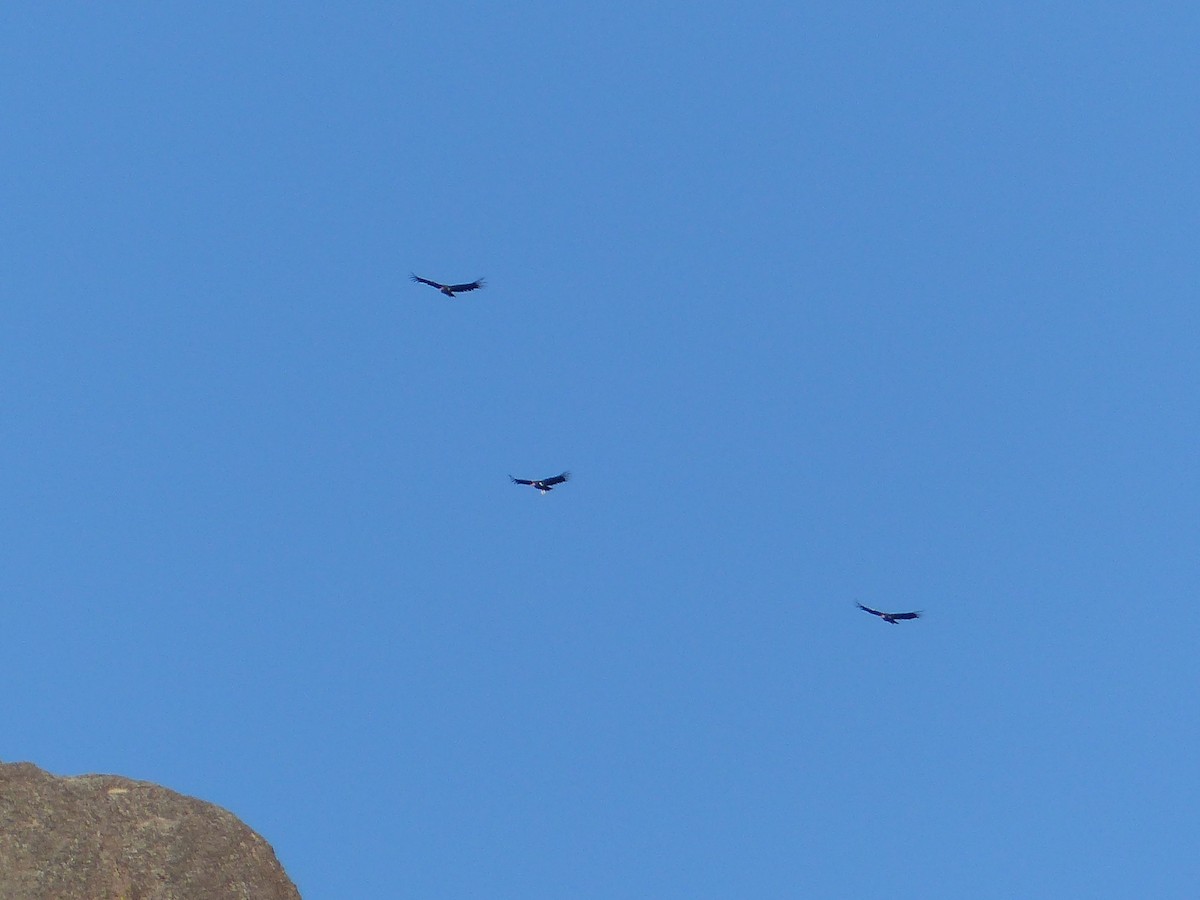 California Condor - ML639011320