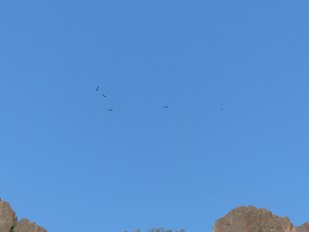 California Condor - ML639011321