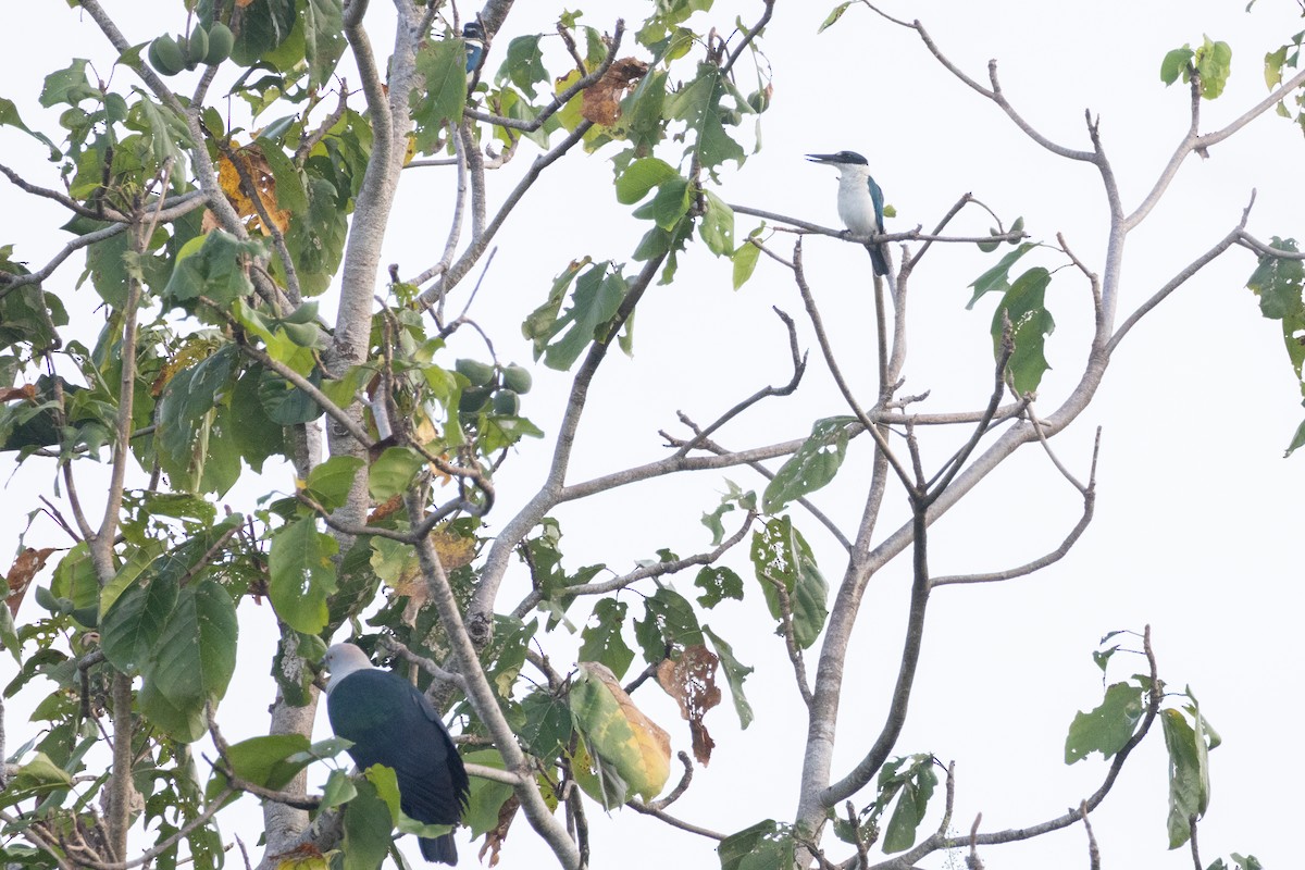 Collared Kingfisher - ML639011329