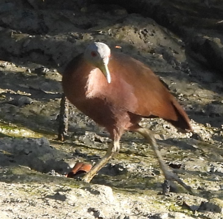 Chestnut Rail - ML639011330