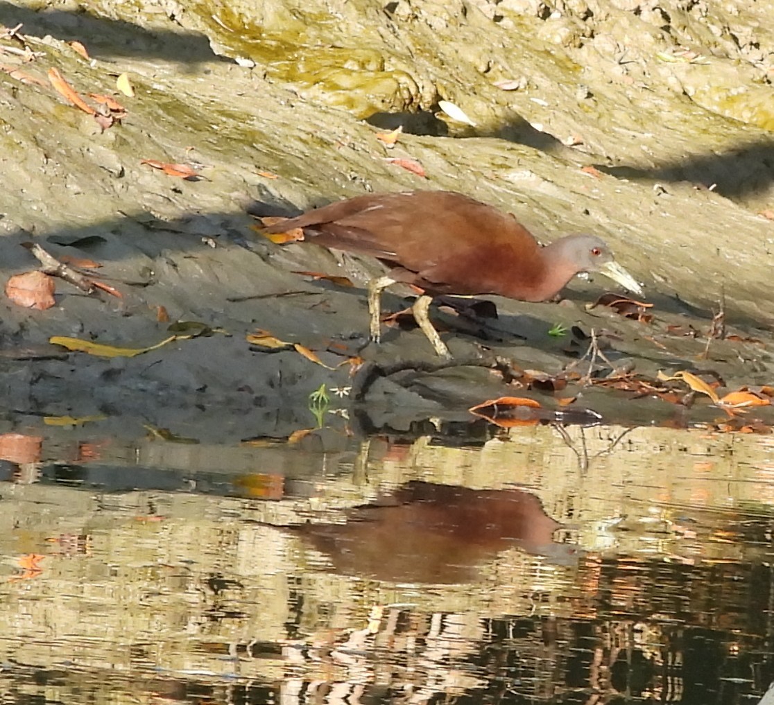 Chestnut Rail - ML639011331