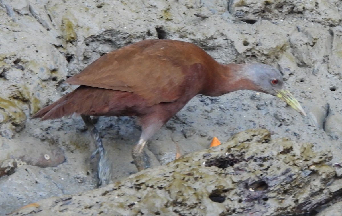Chestnut Rail - ML639011332
